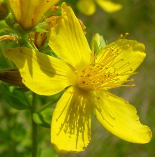Sint-Janskruid - 
Hypericum perforatum (Foto: Paul Busselen )